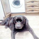 Profile Picture of William Burbridge (@willz123_2007) on Instagram