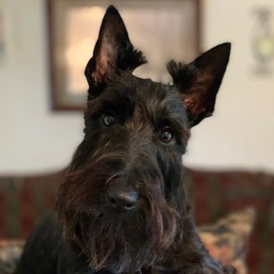 Profile Picture of Stacy Schaeffer (@StacySc05508742) on Twitter