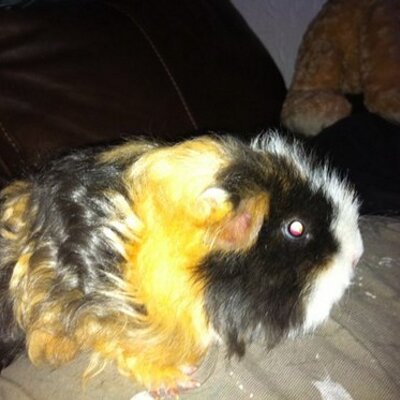 Profile Picture of Bryan Nicholls (@pentagon123) on Twitter