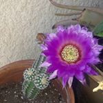 Profile Picture of Lorena Henderson (@lorenah1989) on Instagram