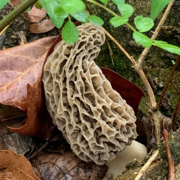 Profile Picture of Jeff Vaughn (@jeffvaughn787) on Poshmark