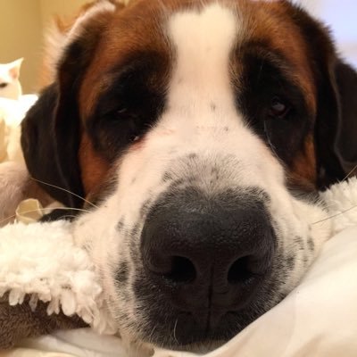 Profile Picture of Steve Moretti (@morettiroxbury) on Twitter