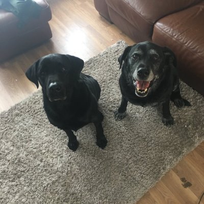 Profile Picture of Joe Pickles (@turnipjoe) on Twitter