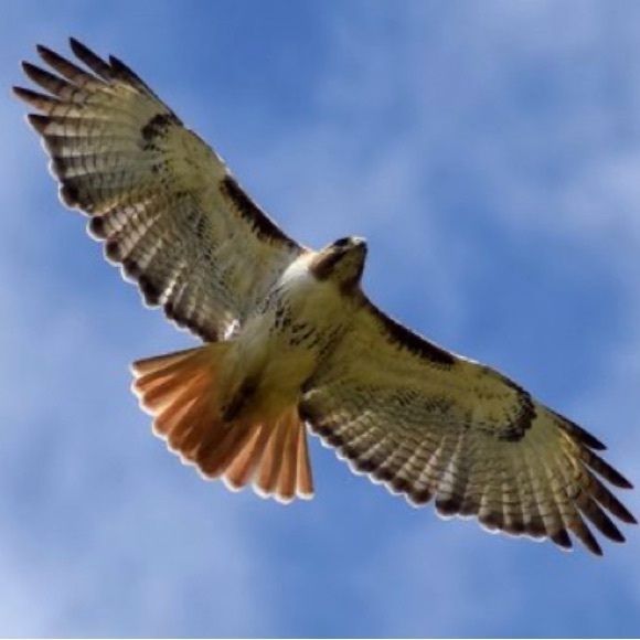 Profile Picture of Frankey Stirn (@zbug1906) on Poshmark