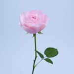 Profile Picture of Ritu Pandit (@ritu.pandit.984) on Instagram