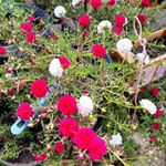 Profile Picture of Matthew Huang (@matthew.huang.12532) on Instagram