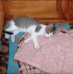 Profile Picture of Ahmed Jihed Lina (@Ahmed.jihed.lina.1989) on Facebook