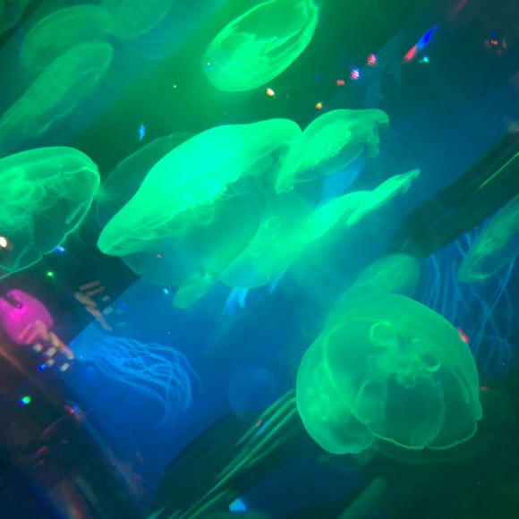 Profile Picture of Jay Ren (@jayren785) on Poshmark