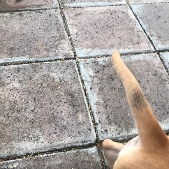 Profile Picture of Randiel Ramirez (@randiel_ramirez) on Poshmark