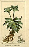 Profile Picture of Contrayervaon Wikipedia