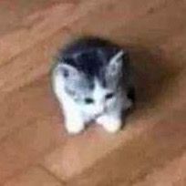 Profile Picture of David (@davidmaiololololo) on Tiktok