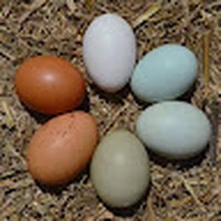 Profile Picture of Cassandra Hens (@cassandra-hens) on Quora
