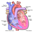 Profile Picture of Mitral valveon Wikipedia