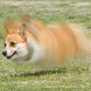 Profile Picture of じょん (@JohnNakamura) on Twitter