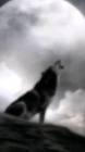 Profile Picture of   wolf gamer (@wolfgamer885)... (@wolfgamer885) on Tiktok