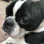 Profile Picture of Bailey McRae the Frenchton (@baileythelovebug) on Instagram