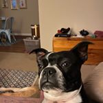 Profile Picture of Josh Chadwick (@joshuabchadwick) on Instagram