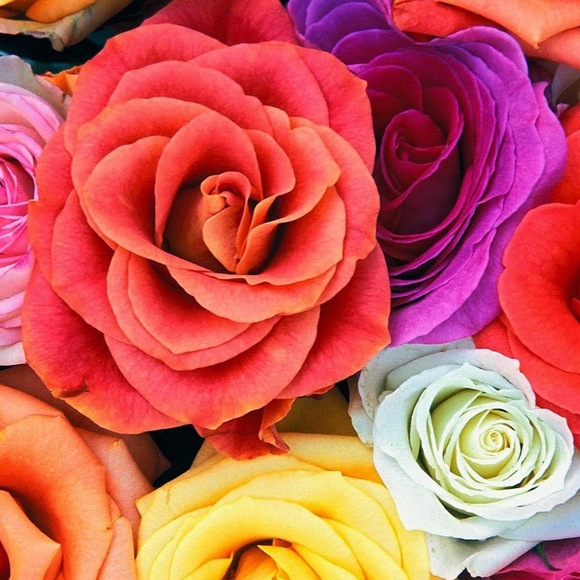 Profile Picture of Ashley Mcskimming (@shopash711) on Poshmark