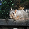 Profile Picture of Debbie Swanson (@Puggy2000) on Flickr