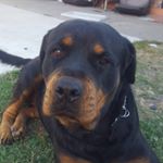 james - Instagram Profile Picture of james (@j_bonello_tribe) on Instagram