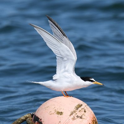 Profile Picture of Chesil Little Terns (@Little_tern19) on Twitter