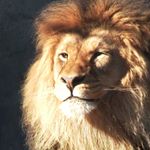 Manfred Biemel - Instagram Profile Picture of Manfred Biemel (@mannethelion) on Instagram