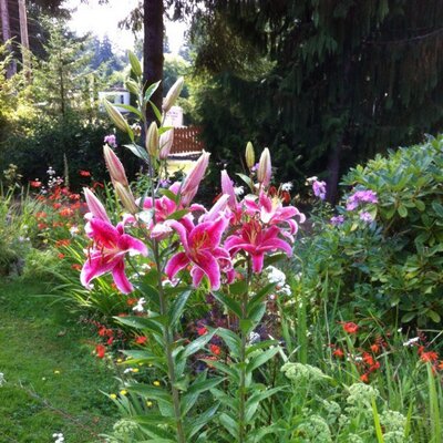 Profile Picture of Janet Stevenson (@stevenson_jan) on Twitter