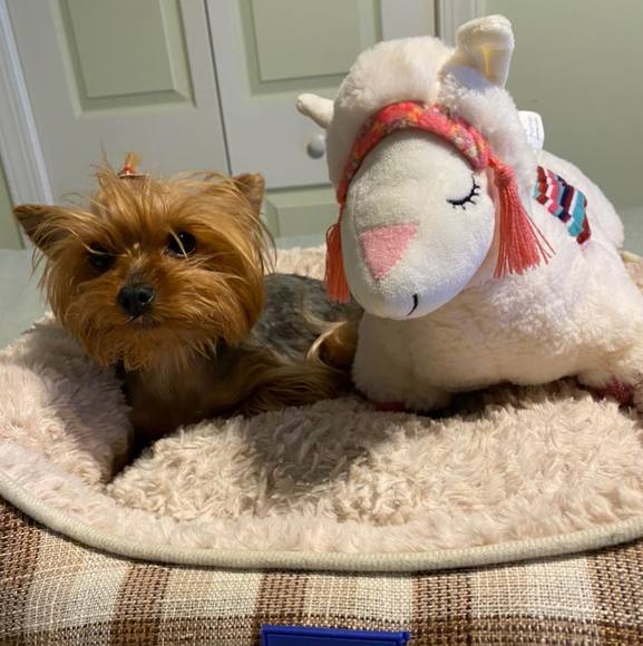 Profile Picture of Paula Morales (@camaju37) on Poshmark