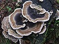 Profile Picture of Trametes versicoloron Wikipedia