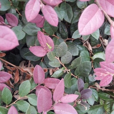 Profile Picture of Beverly Starling (@24sportsmom) on Twitter