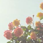 Profile Picture of あゆみ (@a_y_u_y_u) on Instagram