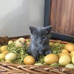 Profile Picture of Nicholas Sala (@nick_a_bick) on Instagram