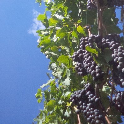 Profile Picture of Brad McBurney (@mcburney_brad) on Twitter