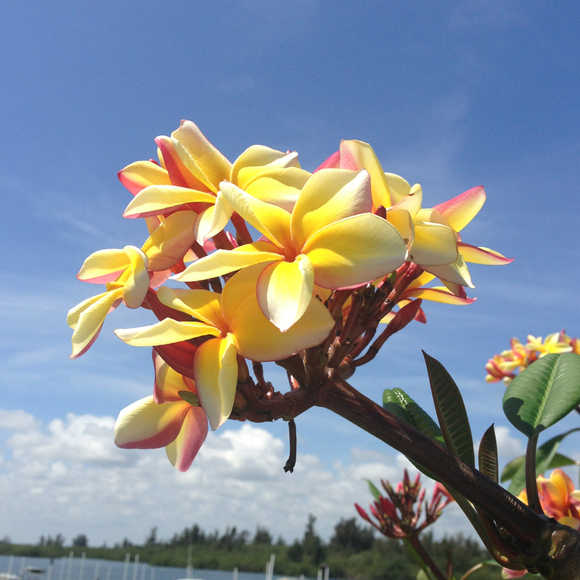 Profile Picture of Jami Dalili (@jdalili) on Poshmark