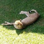 Profile Picture of Felipe Blaksley Iraola (@felipeblaksley) on Instagram