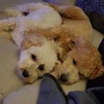 Profile Picture of Archie & Leo (@archibaldandleonard) on Instagram