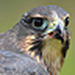 Profile Picture of Andy McIntyre (@Andrew Mc) on Flickr