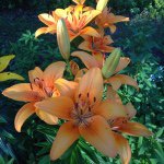 Robin Hilliard - Instagram Profile Picture of Robin Hilliard (@robinhill005) on Instagram