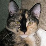 Profile Picture of Kim Gillen-Robles (@gillenrobles) on Instagram