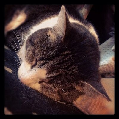 Profile Picture of Joseph Lenton (@JosephLenton) on Twitter