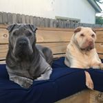 Profile Picture of Wilbur (@wilbur_watson_sharpei) on Instagram