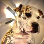 Profile Picture of Larry Posey (@larry_country_boy1212) on Instagram
