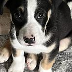 Profile Picture of Joe Cogan (@joe.cogan.9) on Facebook