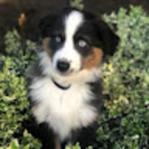 Profile Picture of Travieso Pepino (@kiarawagner05) on Poshmark