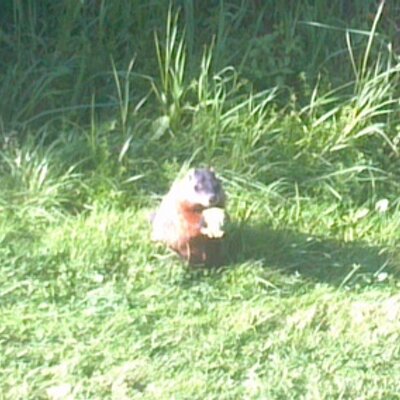 Profile Picture of Eric A McManis (@juneau02) on Twitter