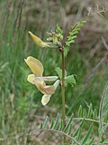 Profile Picture of Vicia grandifloraon Wikipedia