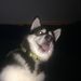 Profile Picture of Cassandra Shoup (@sweetcallalilly) on Pinterest