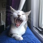 Profile Picture of Jennifer (Loeb) Olson (@revjenno) on Instagram