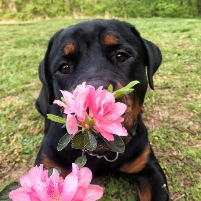 Profile Picture of Darth_Haley (@HaleyLaningham4) on Twitter