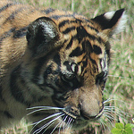 Profile Picture of Josh Miller (@jmills777) on Flickr